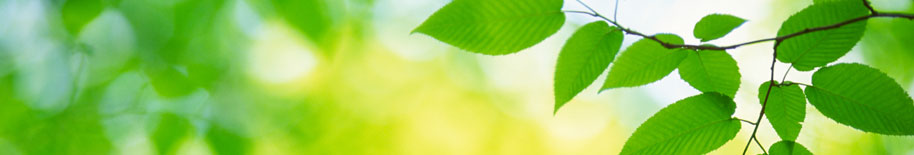 Green Tree